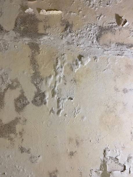 Best Post-Flood Mold Remediation in West View, PA